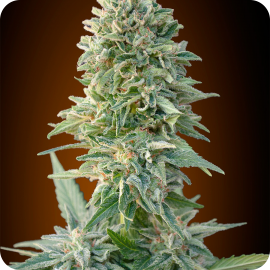 Auto Jack Herer by Advanced Seeds