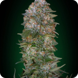 Critical Soma by Advanced Seeds