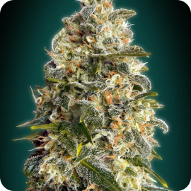 Heavy Bud by Advanced Seeds