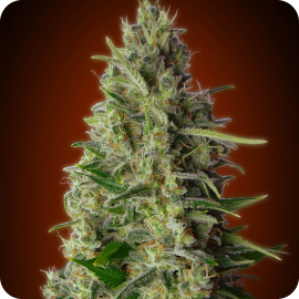 Kali 47 by Advanced Seeds