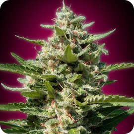 White Kush by Advanced Seeds