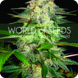 Cannapedia.cz konopná encyklopedie: Afghan Kush Ryder od World of Seeds