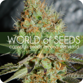 Afghani Kush Special od World of Seeds na Cannapedia.cz