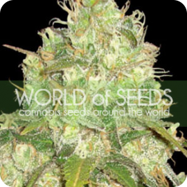 Cannapedia: Afghan Kush x Yumbolt konopná odrůda od World of Seeds