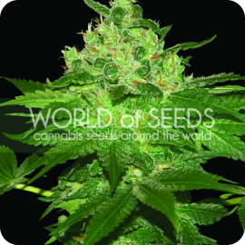 Afghan Kush od World of Seeds a další konopné odrůdy na Cannapedia.cz