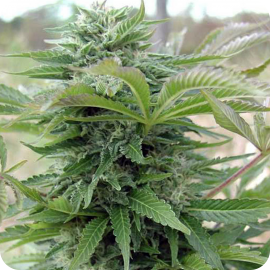 Cannapedia.cz: Afghani Gold skvělá odrůda od Spliff Seeds / Afghani Gold - legendary marijuana strain by Spliff Seeds