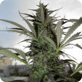 Cannapedia.cz: Afghani Wonder by Blue Hemp seedbank / Afghani Wonder od seedbanky Blue Hemp je klenot