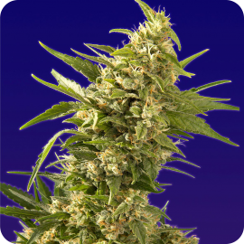 AK Automatic by Spliff Seeds