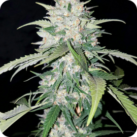 AK Full Auto by Sumo Seeds