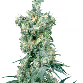 Cannapedia konopná encyklopedie: American Dream od Sensi Seeds