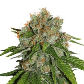 Amnesia by Seeds Stockers