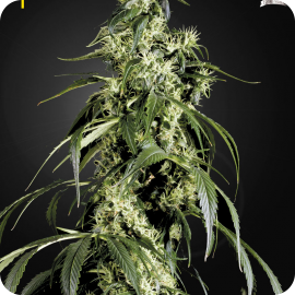 Arjan’s Haze #1 by Green House Seeds