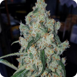 Armageddon by Homegrown Fantaseeds