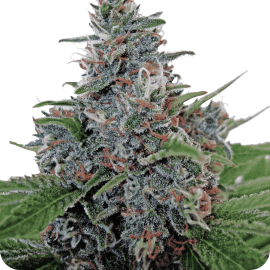 Cannapedia.cz: Auto Blue Amnesia od Ministry of Cannabis