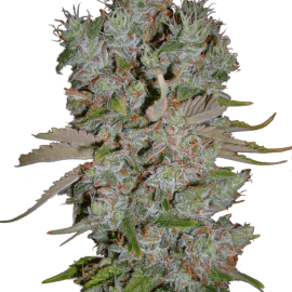 Cannapedia.cz: Auto Blueberry Domina od Ministry of Cannabis