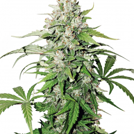 Auto Cinderella Jack® by Dutch Passion