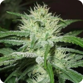 Auto Speed Bud by Female Seeds