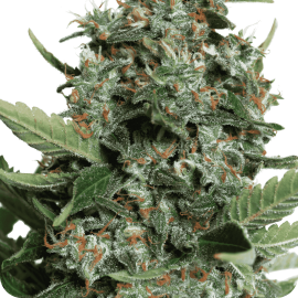 Cannapedia: Autopilot XXL od Ministry of Cannabis 