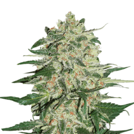 Big Bud Auto by Seed Stockers