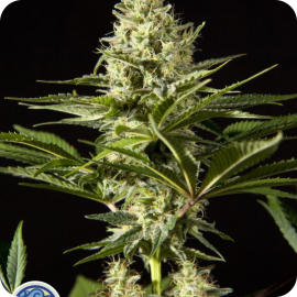 Black Bomb by Philosopher Seeds