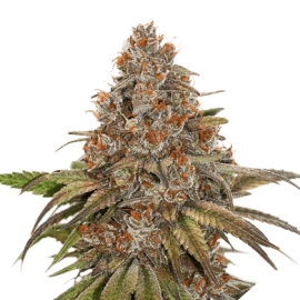 Blackberry Gum by Seed Stockers