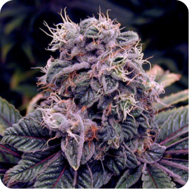 Cannapedia.cz: Konopná odrůda Blueberry od Spliff Seeds a mnoho dalších / Marijuana strain Blueberry by Spliff Seeds and many more