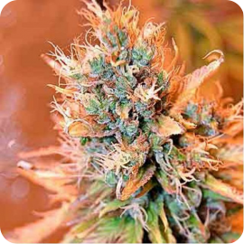 Blue Medi Kush by Spliff Seeds