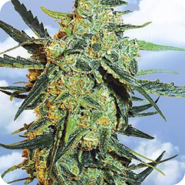 Cannapedia.cz: Blueberry Sknuk od Flying Dutchman seedbanky