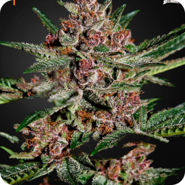 Bubba Kush by Green House Seeds
