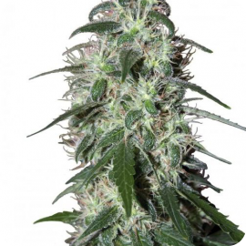 Buddha Seeds - Pulsar