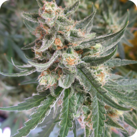 C99 by Female Seeds