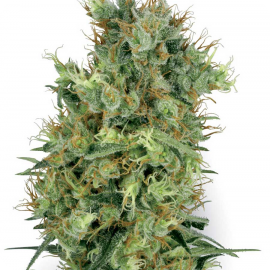 Cannapedia: krásná odrůda konopí Cali Orange Bud od White Label seedbanky