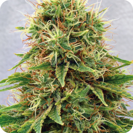 CBD Medi Kush by Spliff Seeds