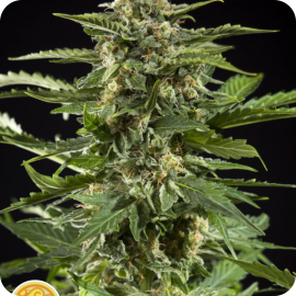 Cheesy Auto by Philosopher Seeds