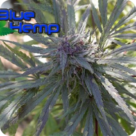 Dark Kush od Blue hemp / Cannapedia.cz konopná encyklopedia / Cannapedia.cz strain encyklopedia / Dark Kush marijuana by Blue Hemp seedbank