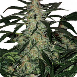 Cannapedia.cz: Deimons od Buddha Seeds / Deimons by Buddha Seeds seedbank