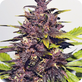 Dark Purple Auto by Delicious Seeds