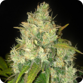 Delicious Seeds - Black Russian