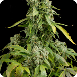 Blue Cheese Autoflowering by Dinafem Seeds