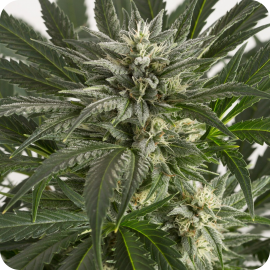 Blue Critical Autoflowering by Dinafem Seeds