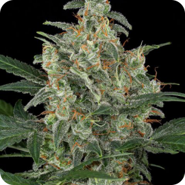 Cheese Autoflowering by Dinafem Seeds