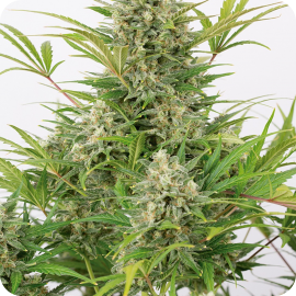 Critical Cheese Autoflowering by Dinafem Seeds