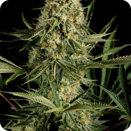 Critical Cheese by Dinafem Seeds