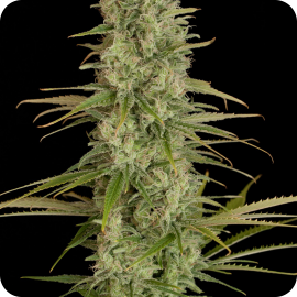 Critical Jack by Dinafem Seeds