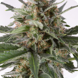 Critical + Autoflowering by Dinafem Seeds