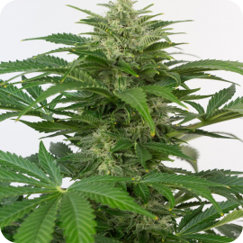 Haze Autoflowering CBD by Dinafem Seeds