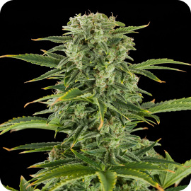 Haze Autoflowering by Dinafem Seeds