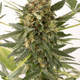 Kush-n-Cheese Autoflowering by Dinafem Seeds