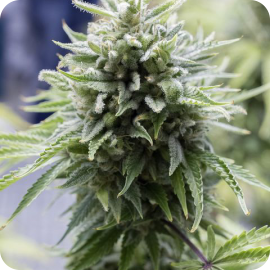 OG Kush Autoflowering by Dinafem Seeds