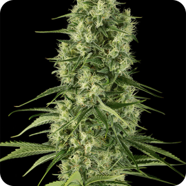 Santa Sativa by Dinafem Seeds